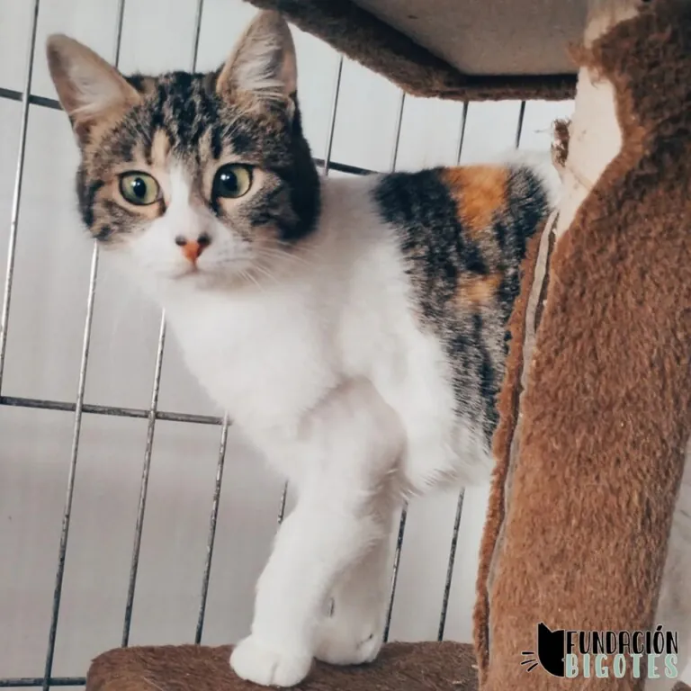 FundacionBigotes 1 768x768