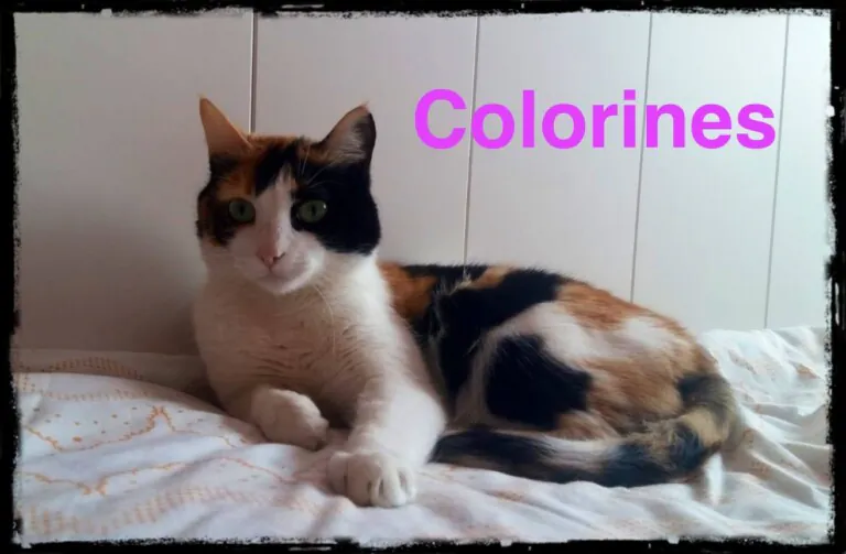 FundacionBigotes 2 1 768x503