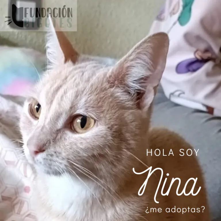 FundacionBigotes 3 768x768