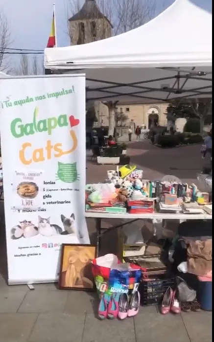 Galapacats 6