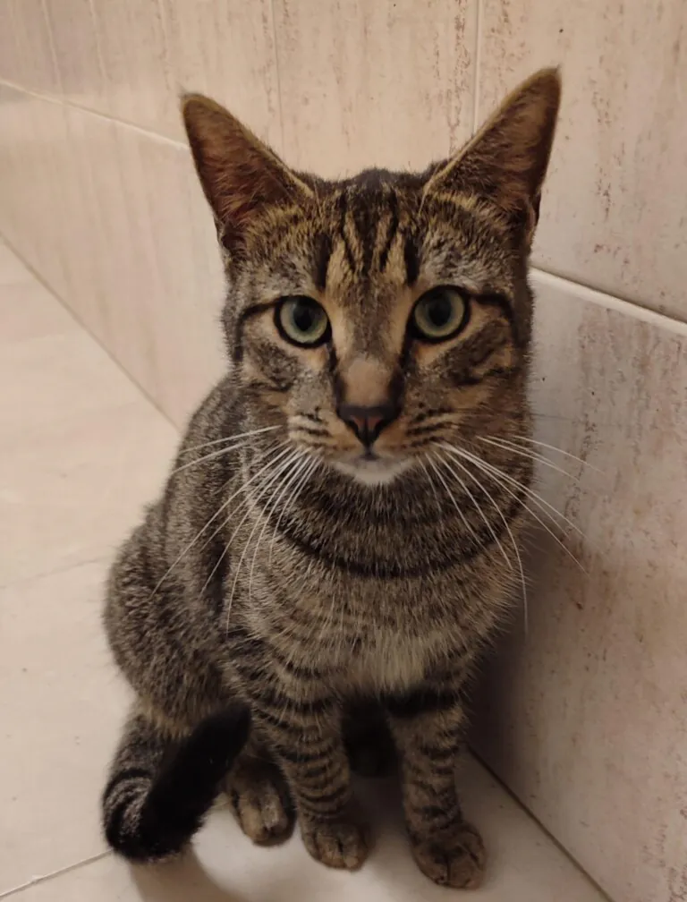 Getafe Adopta 3 768x1008