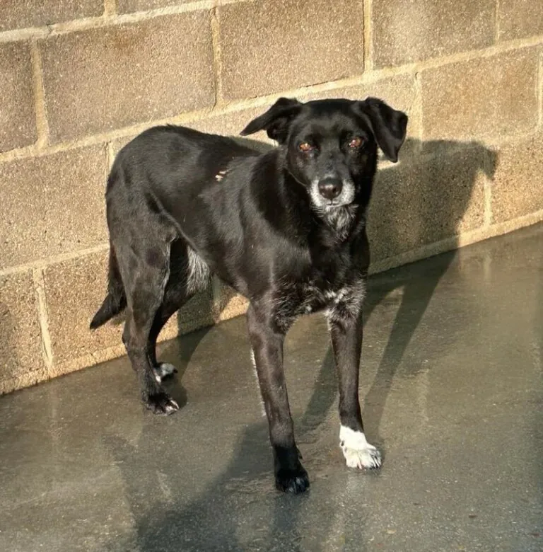 Getafe Adopta 4 768x780