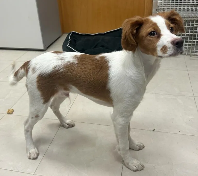 Getafe Adopta 7 768x680
