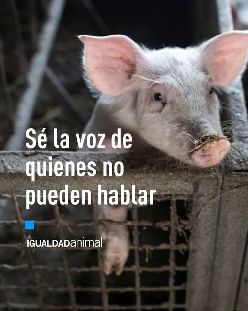 Igualdad Animal 2