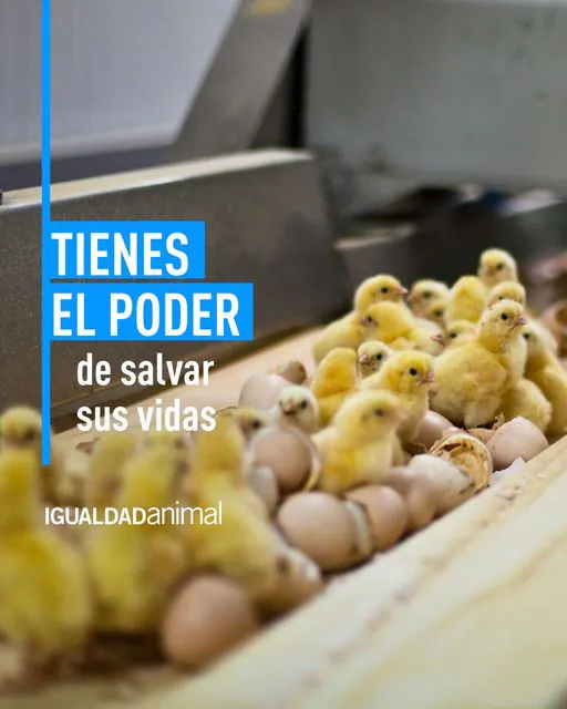 Igualdad Animal 4