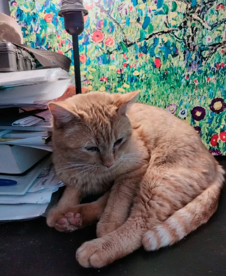 Majadacats 3 768x939