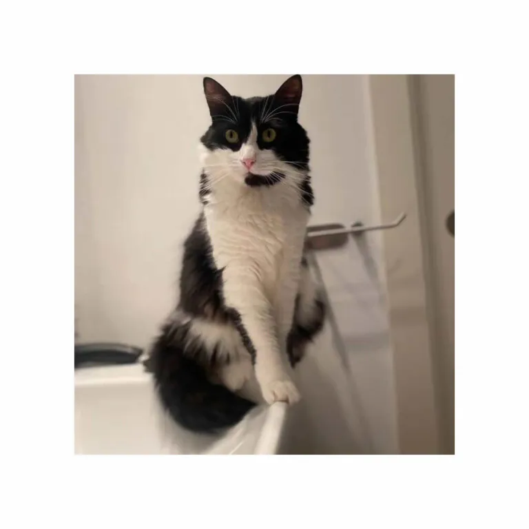 Majadacats 4 1 768x768