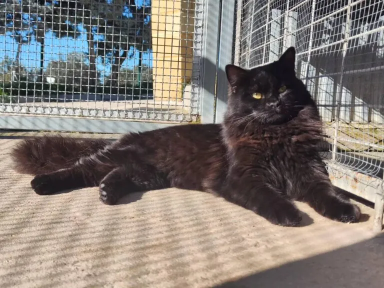 Majadacats 6 768x576