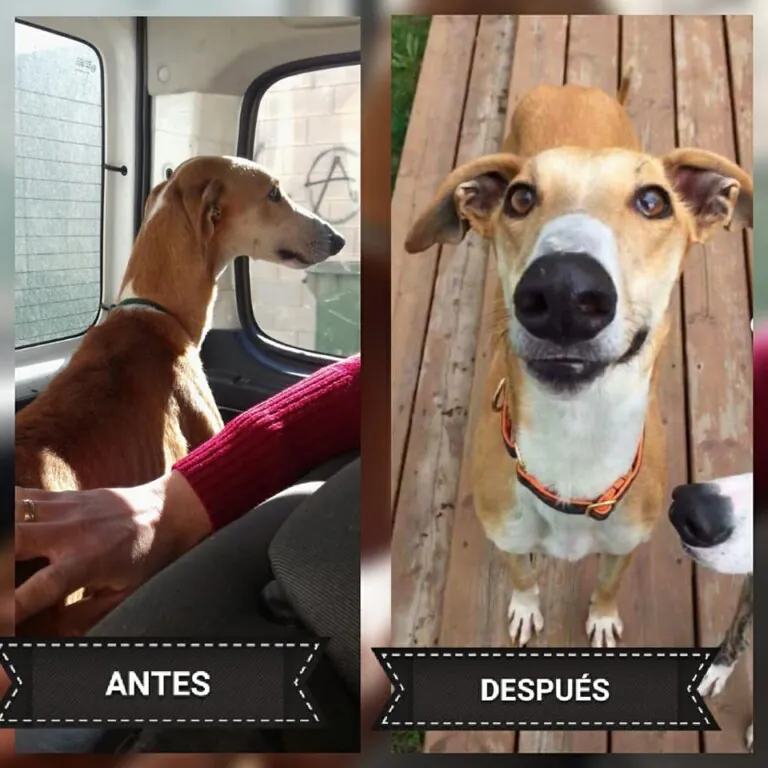 PeludosInvisibles 4 768x768