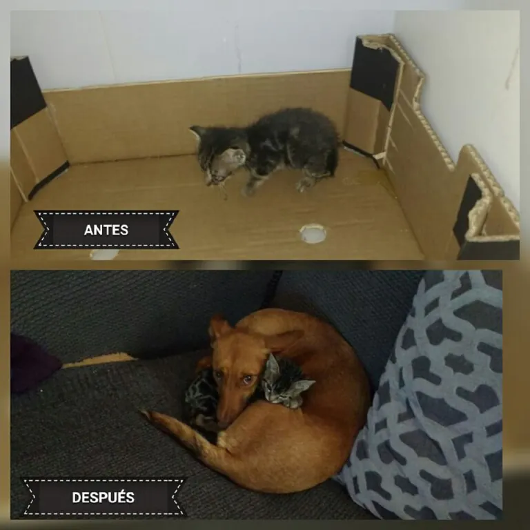 PeludosInvisibles 5 768x768