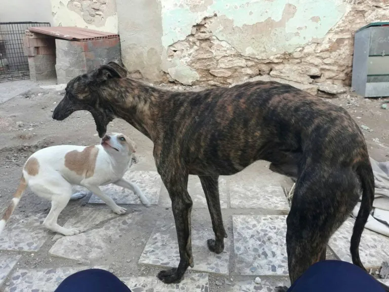 PeludosInvisibles 6 768x576