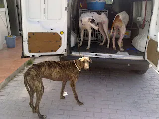 VetMovil 3