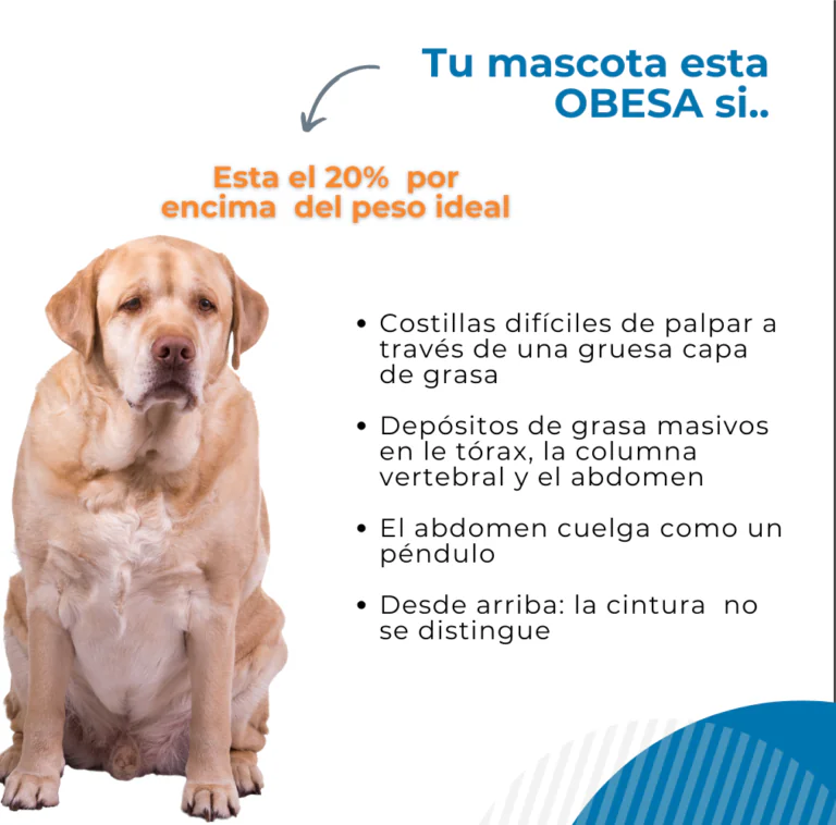 VeterSalud 1 768x758