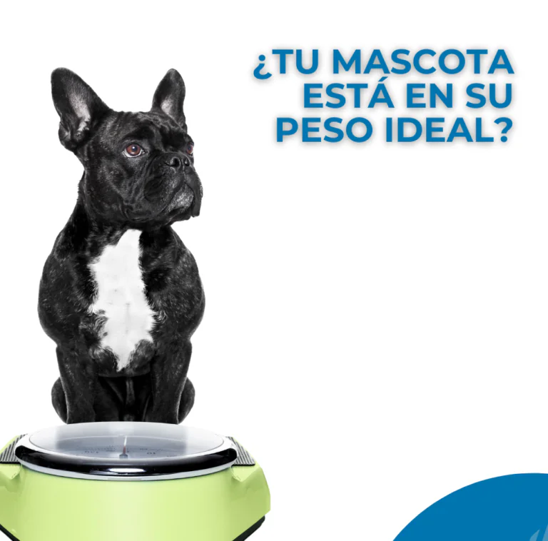 VeterSalud 5 768x758