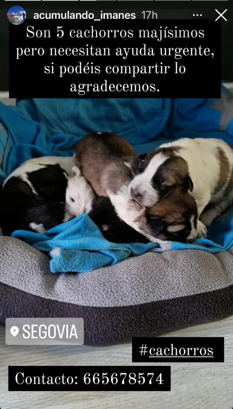 Villanimal 6 768x1344