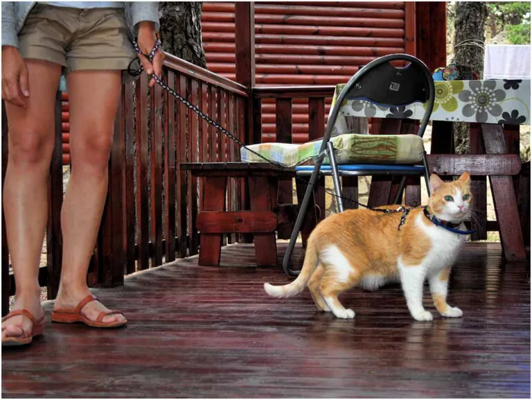 Las Corralizas 4 768x577