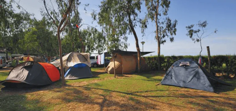 Eucaliptus 4 768x362