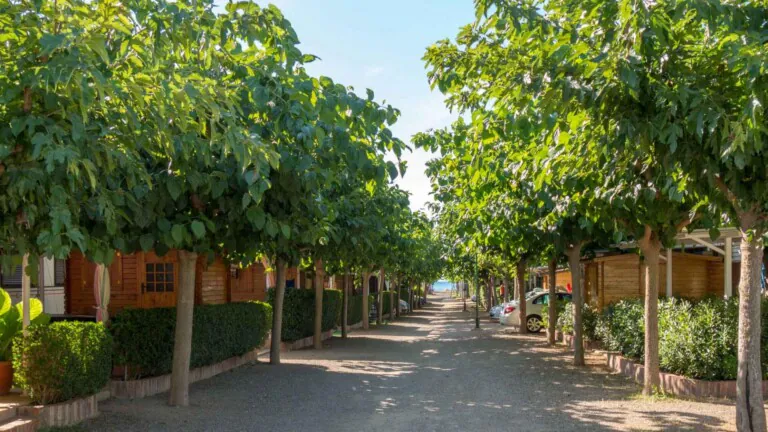 PlayaFiesta 6 768x432