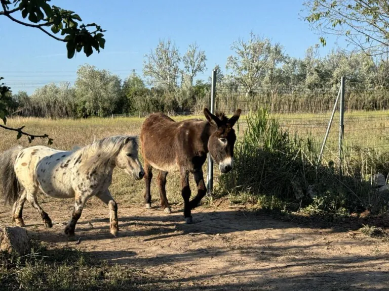 Trillas Spa 5 1 768x576