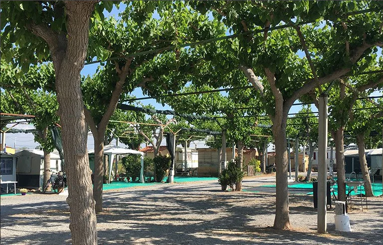 Naranjos 2