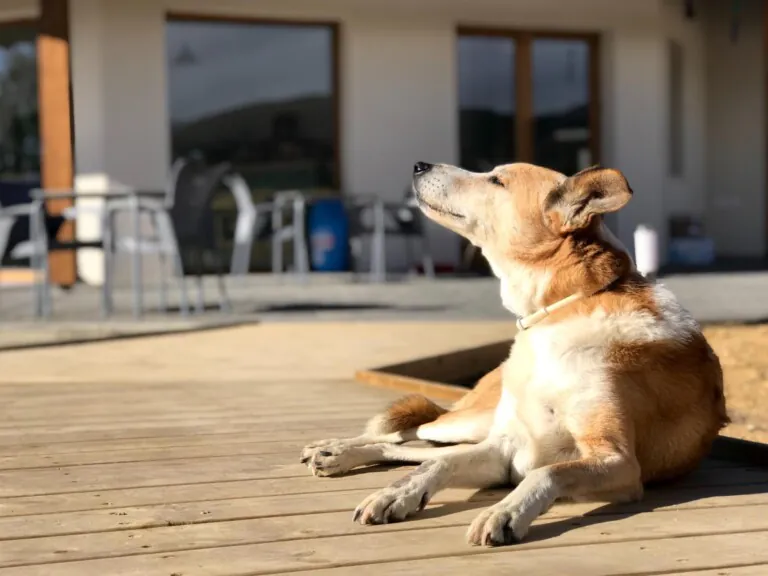 Ecocamping Rural 1 768x576