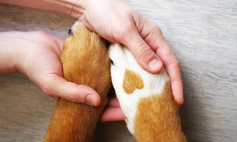 Pet Loss Support Group2 768x461
