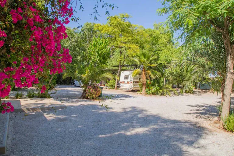 palmeras 4 768x512