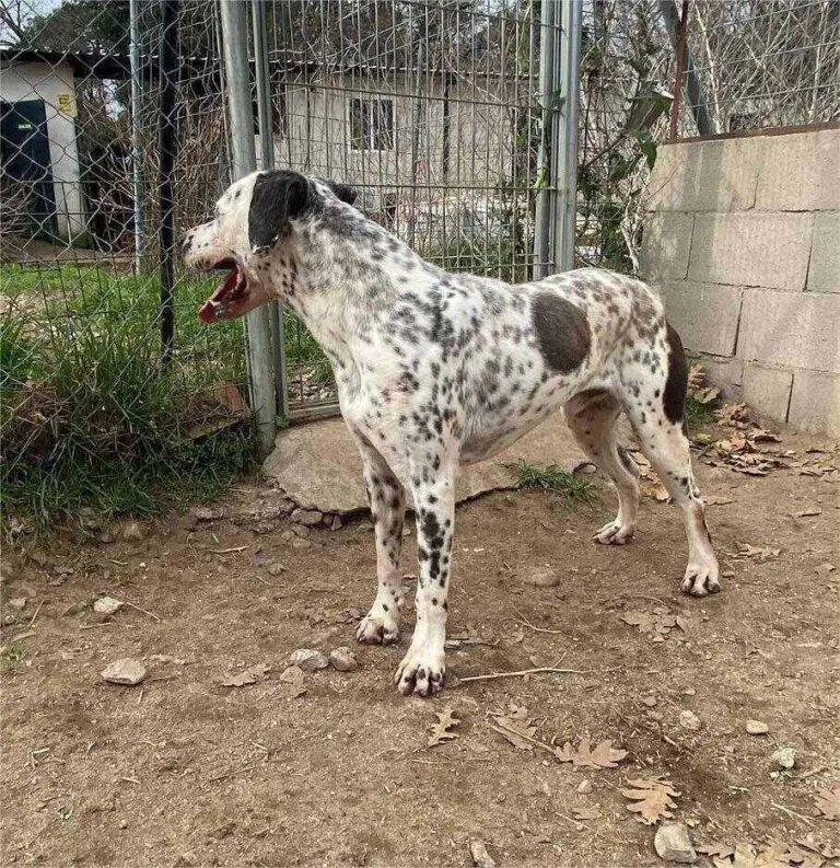 AxarquiaAnimalRescue 1 768x793
