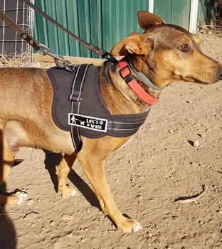 AxarquiaAnimalRescue 2