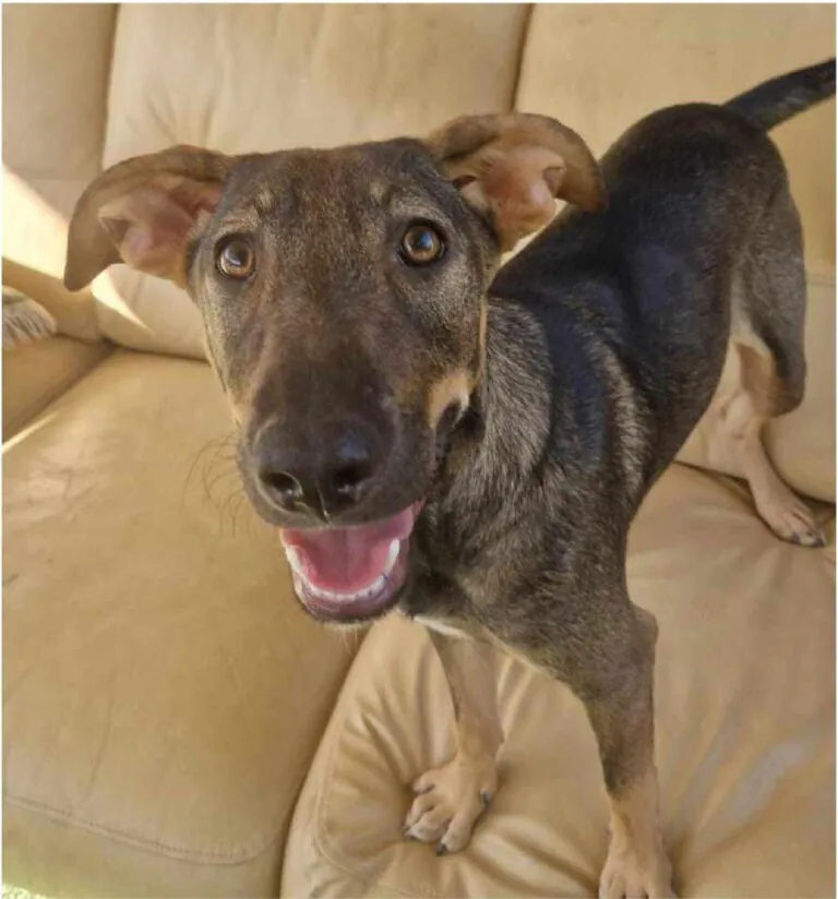 AxarquiaAnimalRescue 4 768x824