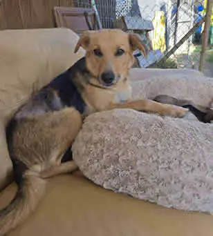 AxarquiaAnimalRescue 5