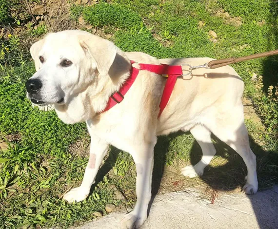 AxarquiaAnimalRescue 6
