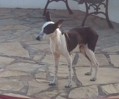 AxarquiaAnimalRescue 7