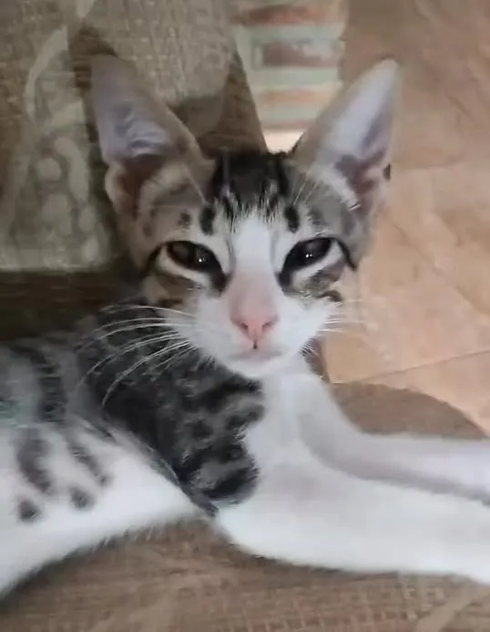 PAD 2