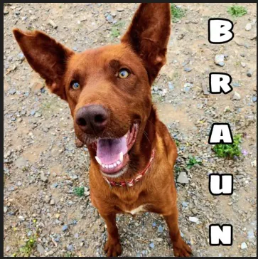 PerrosMalaga 1