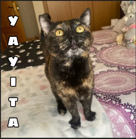 PerrosMalaga 2