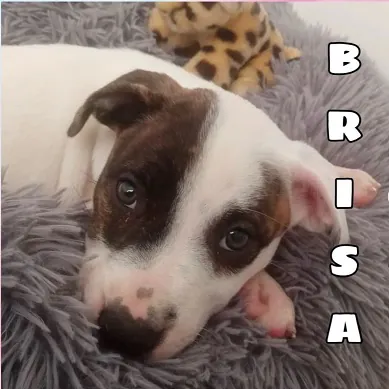 PerrosMalaga 5