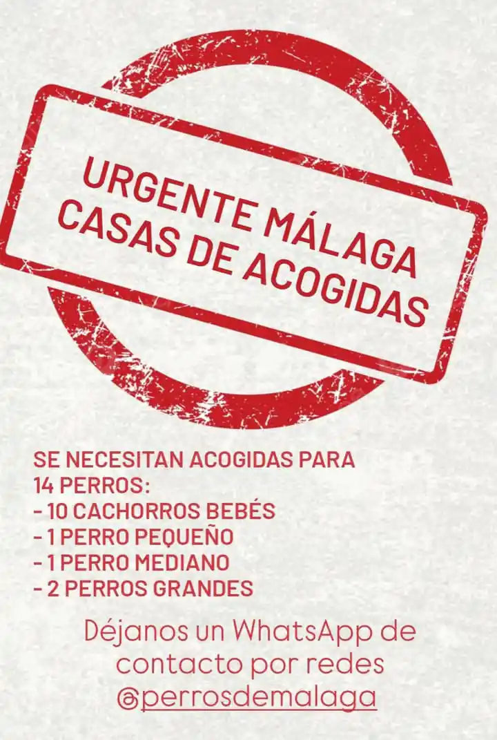 PerrosMalaga 6
