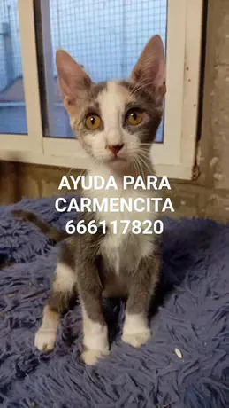 GatosCallejerosLaHiguera 3