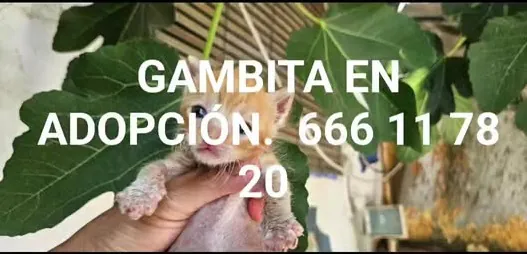 GatosCallejerosLaHiguera 4