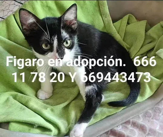 GatosCallejerosLaHiguera 5
