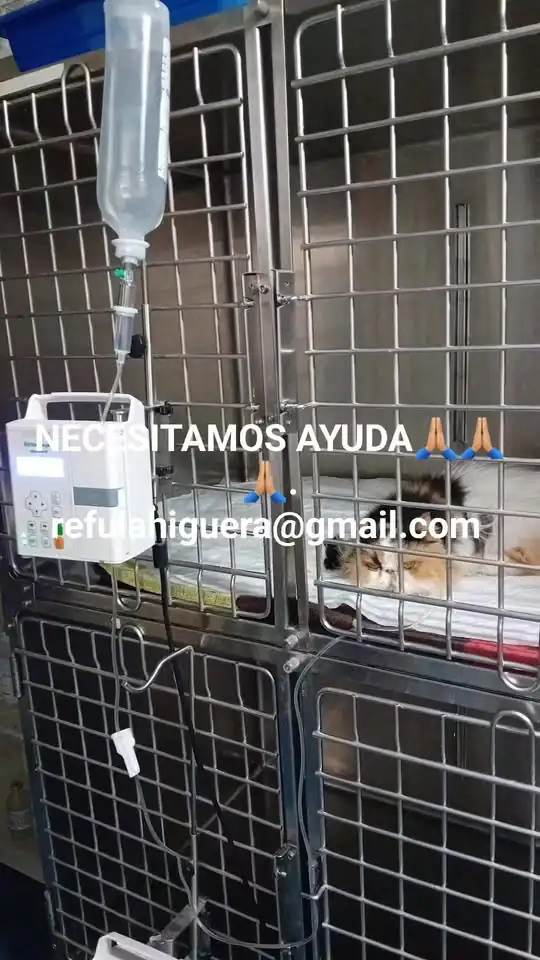 GatosCallejerosLaHiguera 6