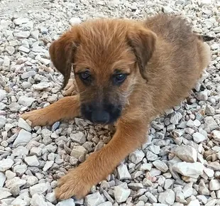 SOS Patitas Ilicitanas 1