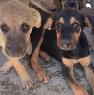 SOS Patitas Ilicitanas 2