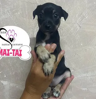 SOS Patitas Ilicitanas 3