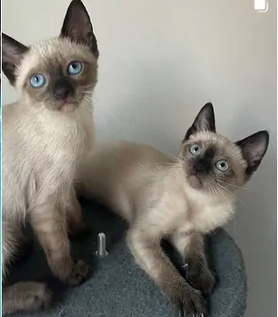 SOS Patitas Ilicitanas 4