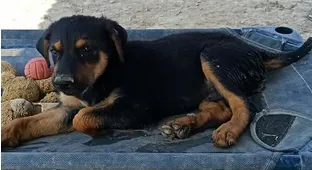 SOS Patitas Ilicitanas 5