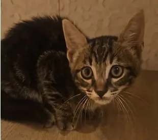 SOS Patitas Ilicitanas 6