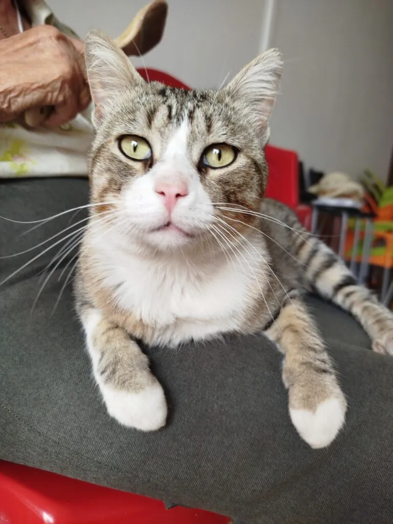 AdopcionesHuellasSerranas 5 768x1024