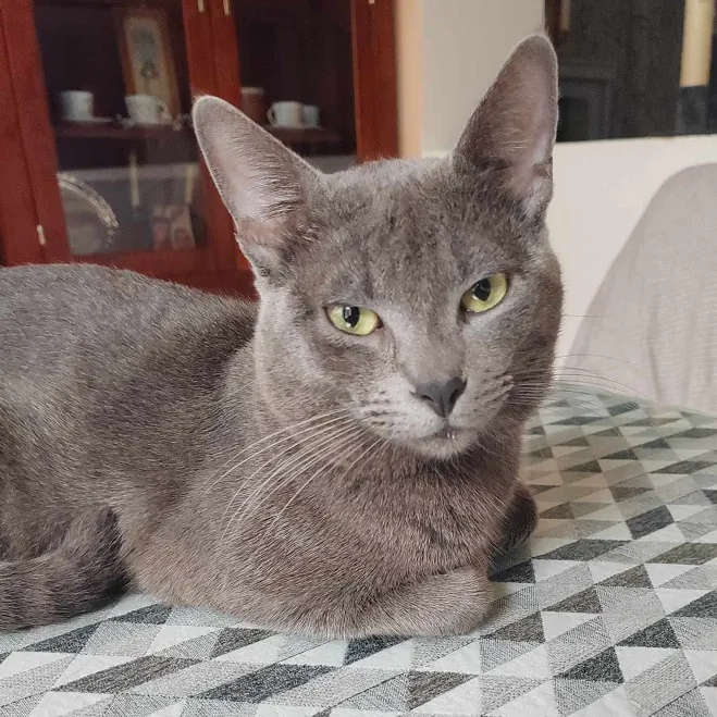 AnimalesPeludosAlmonte 1